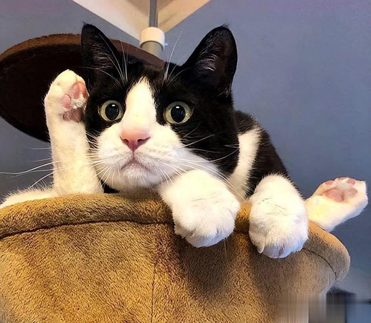 揭秘：你养的奶牛猫能陪您多久？奶牛猫的寿命解析