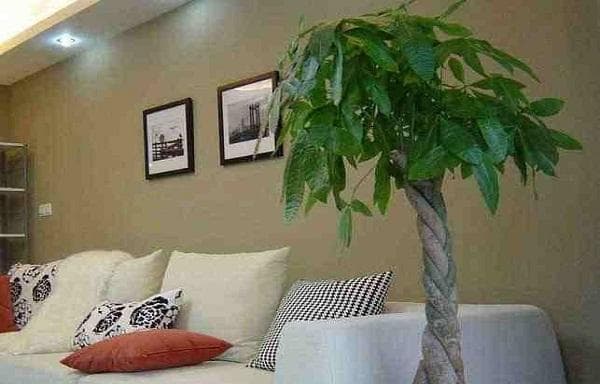 客厅植物的选择与摆放指南：15种绿植让家居环境更美好