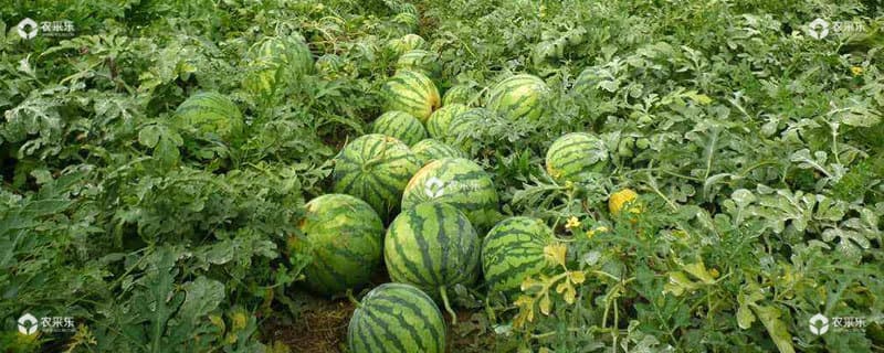 西瓜种植技术：从整地到收获的全程指南