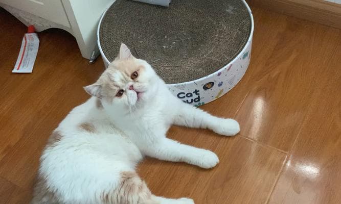猫对哪些声音会有兴奋反应？如何利用这些声音与猫咪互动？