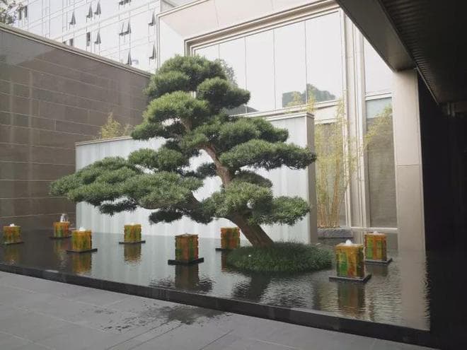 最吉祥的三十种庭院主景树