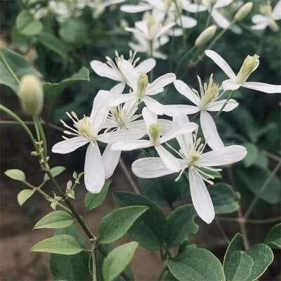 威灵仙：一种常见中药材的功效与应用