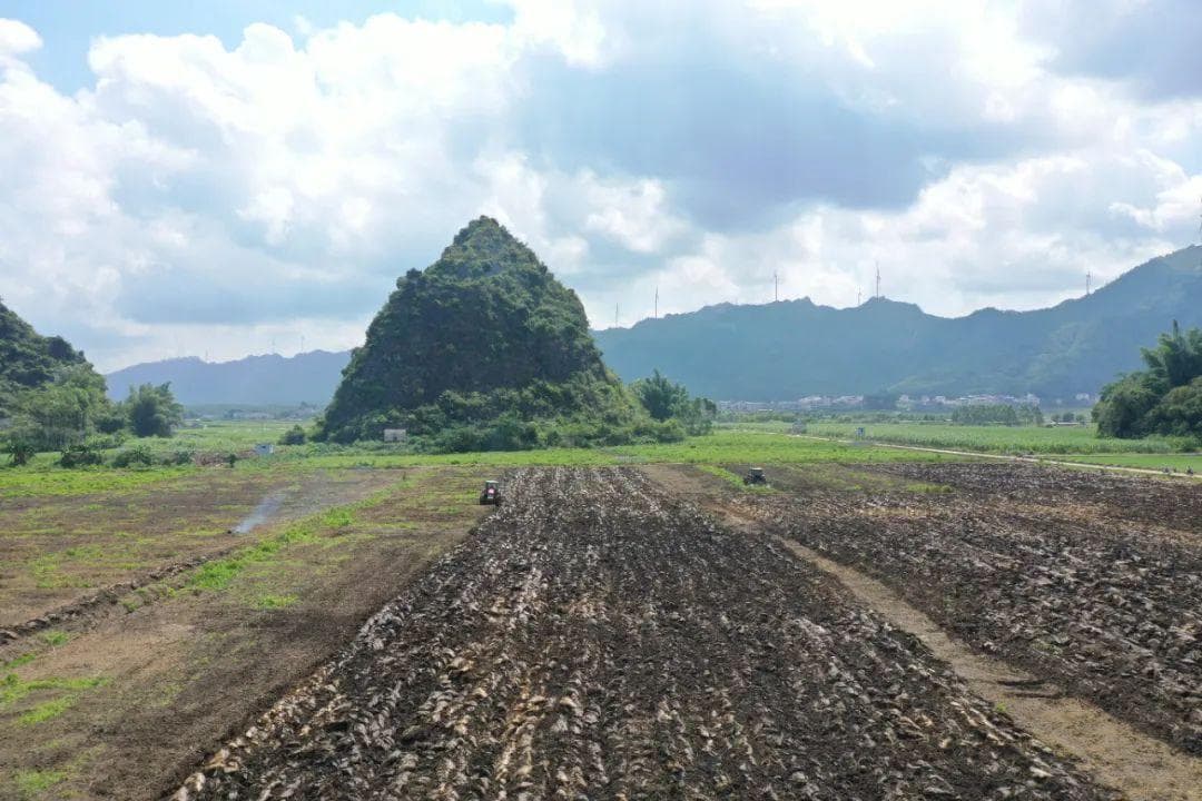 广西武宣：水稻"旱直播"技术实现节水节本增效