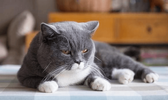 英国短毛猫：沉稳优雅的“圆滚滚”猫咪