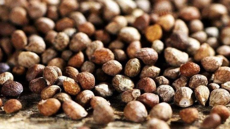 紫苏籽的作用与功效及食用方法