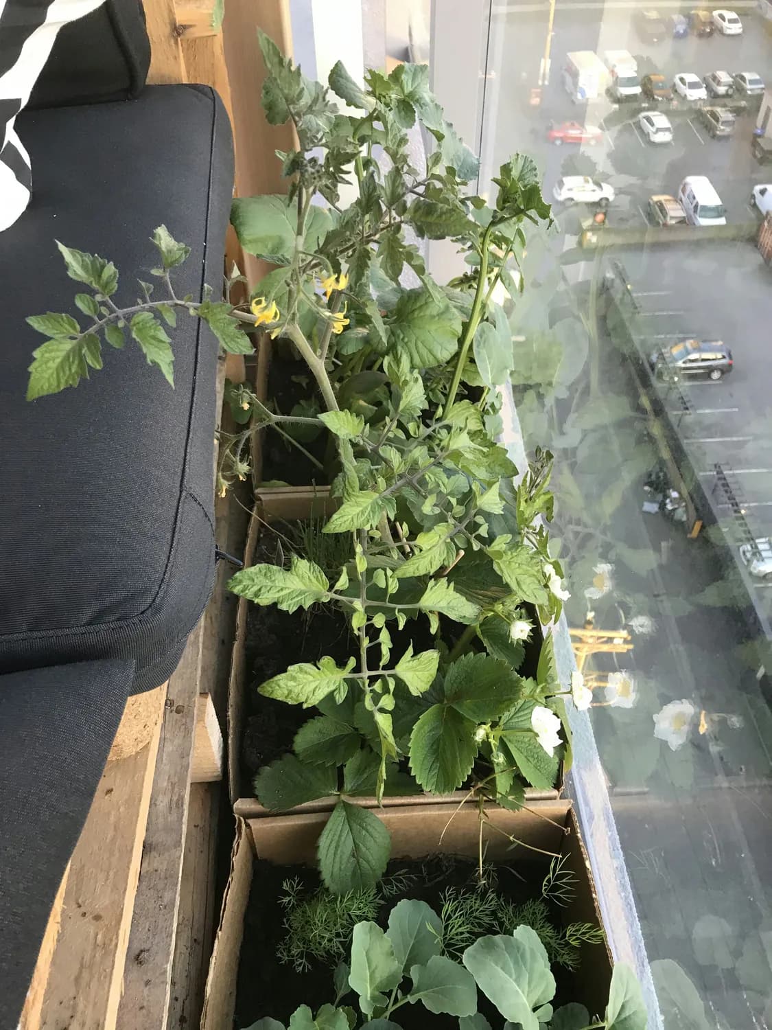 阳台种菜，健康生活新潮流