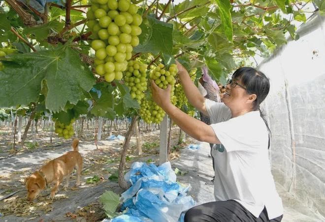 户口非转农有好消息！4类人可以将户口重新迁移回农村，你了解吗