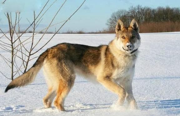 捷克狼犬：拥有狼的耐力与犬的忠诚