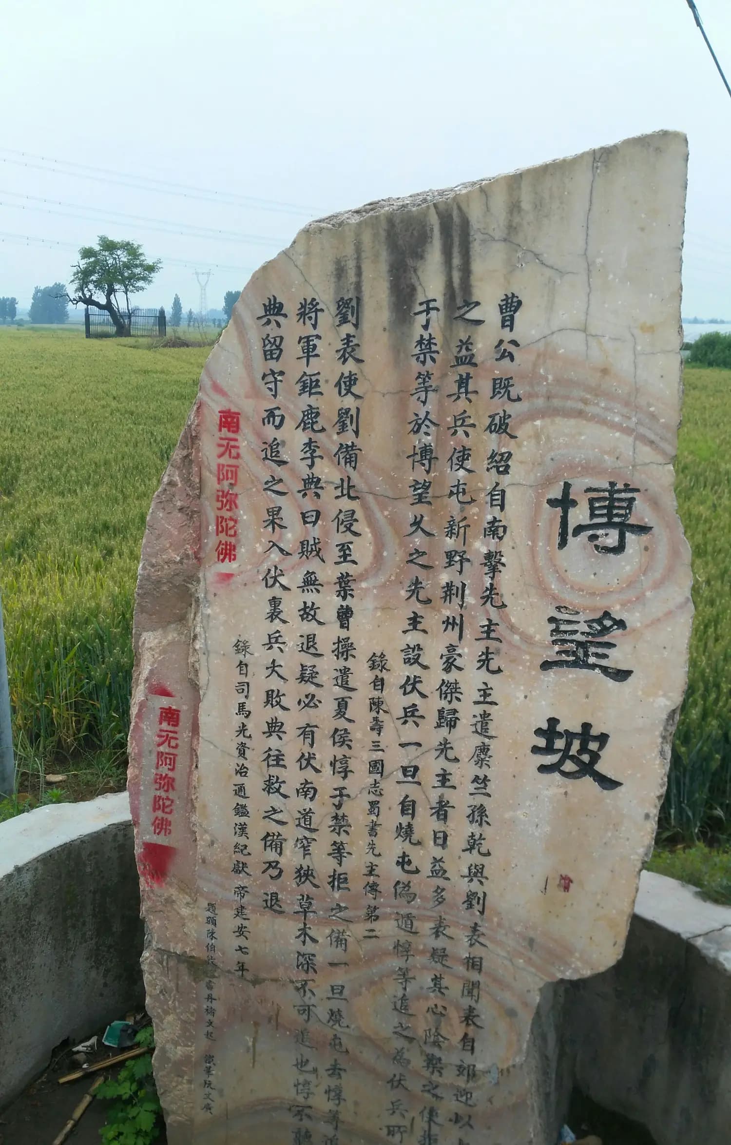 今探博望坡之那颗古老而沧桑的“三国古柘”树