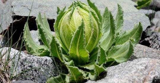 菊苣根：营养价值、功效、禁忌与食用方式