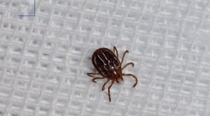 春天到户外活动务必小心！被这种虫叮咬后不及时处理 严重可致呼吸衰竭、出血甚至死亡