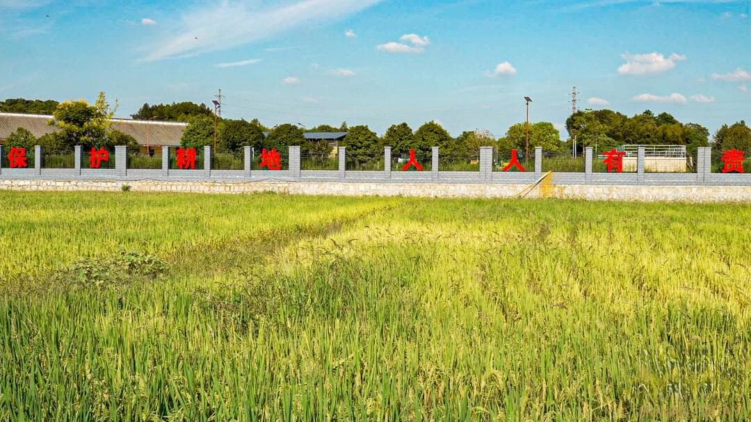 望城区：多途径新增耕地，撂荒治理变“粮田”