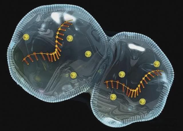 科学家：人类是从鱼进化而来的，有过渡化