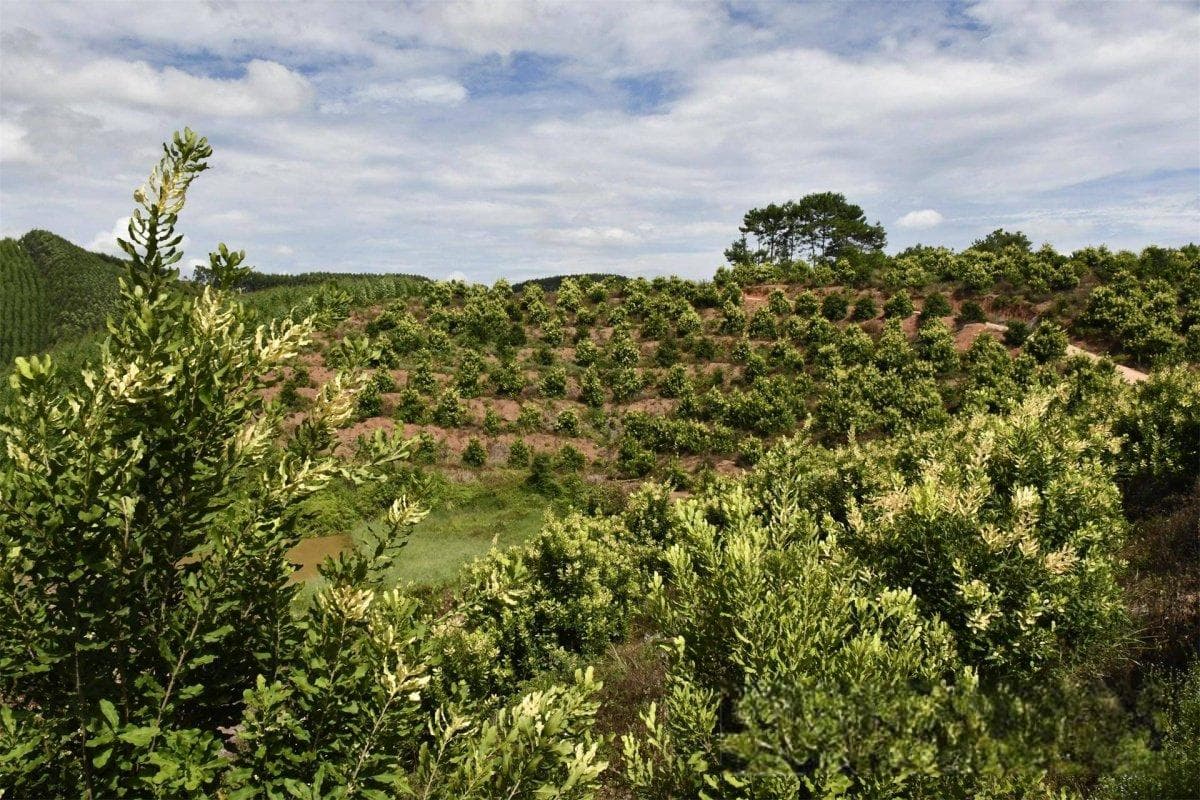 广西澳洲坚果种植面积超澳洲，还是国内行业“鼻祖”| 我的家乡有宝藏①