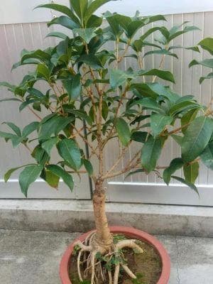 桂花树施肥全攻略：从育苗到成年树的施肥要点