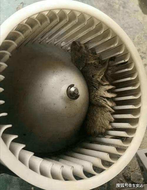 空调里出现死老鼠，该如何解决？