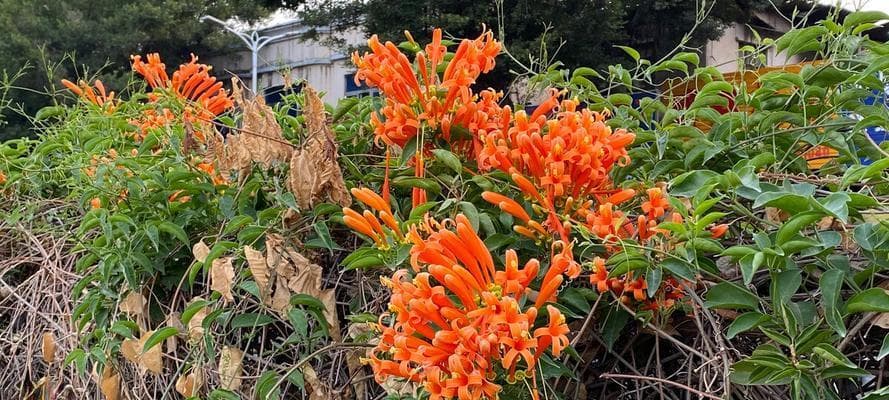 炮仗花，美丽的“鼓声花”（探秘炮仗花的特点、品种、用途及栽培技巧）