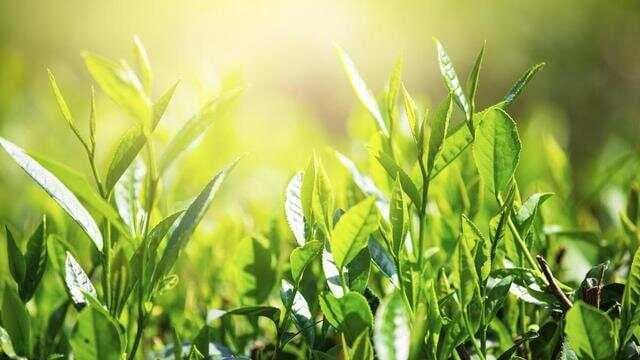 99%人泡错茶！水温对照表曝光️6大茶类最佳冲泡公式