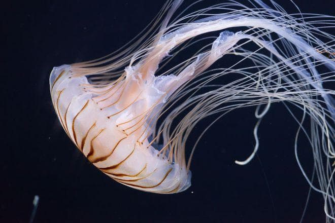 海洋生物科普——梦幻水母！