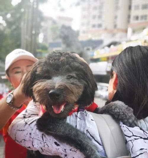 如何让你的狗狗愿意回家——六招让它乖乖回家