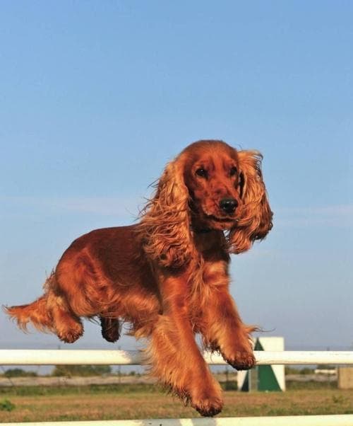 世界名犬——可卡犬的魅力与特点（探秘英卡和美卡两大可卡犬的区别）