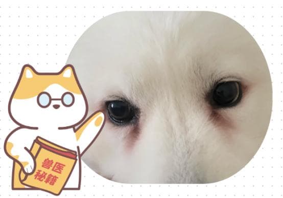 给狗狗去除泪痕的五个简单办法