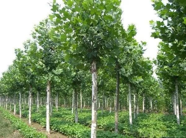 法国梧桐树的种植技术详解