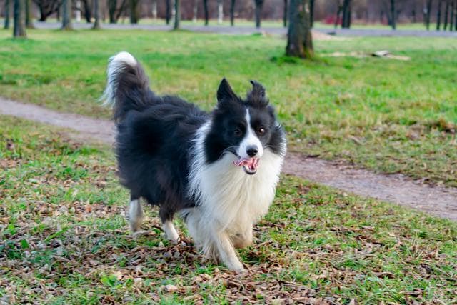 牧羊犬品种全解析：从德国牧羊犬到柯利牧羊犬，总有一款适合你