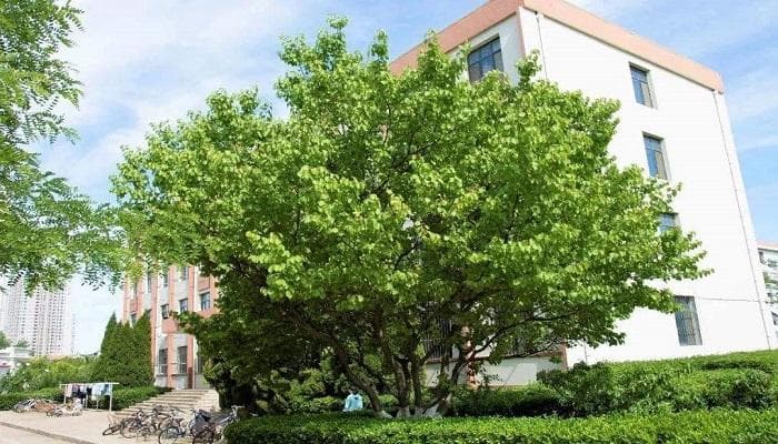 校园里一般是哪些树？校园绿意盎然：揭秘校园里最常见的树木朋友！