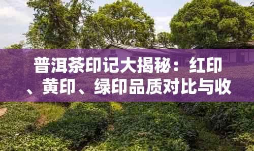 普洱茶印记大揭秘：红印、黄印、绿印品质对比与收藏指南