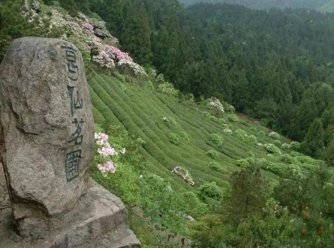 天台山云雾茶：千年茶文化的历史传承