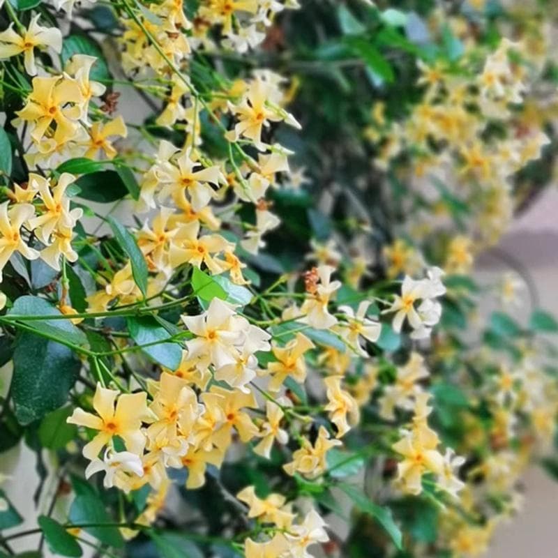 黄色风车茉莉：花期、养护与种植全攻略