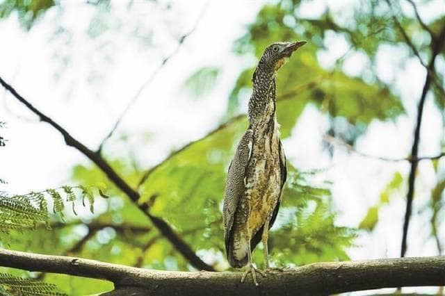国家二级保护野生动物黑冠鳽现身深圳！这些“稀客”也曾来过