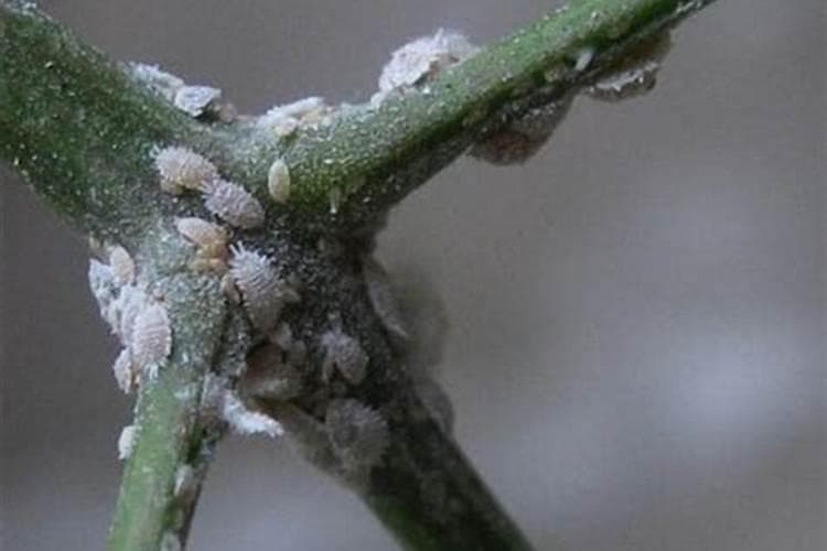 战胜园艺难题：高效药剂对抗介壳虫