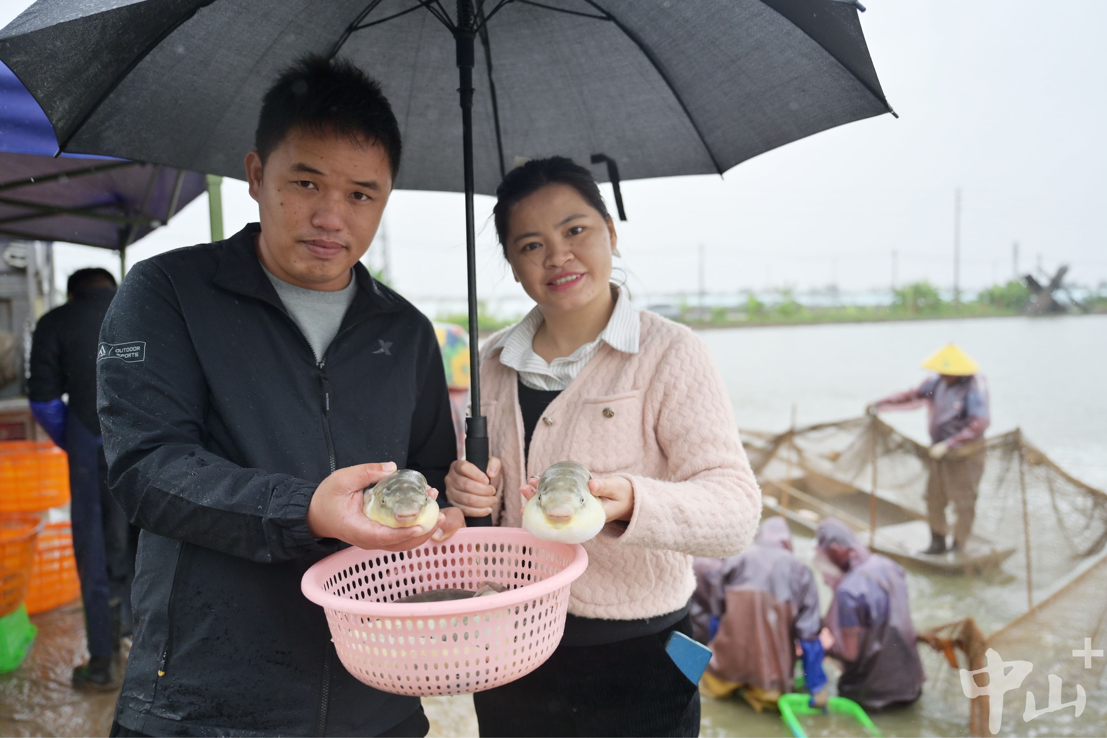 强镇兴村富民一线观察丨但爱鲀鱼肥，中山坦洲90后夫妇塘头摸索10年带领养殖户增收