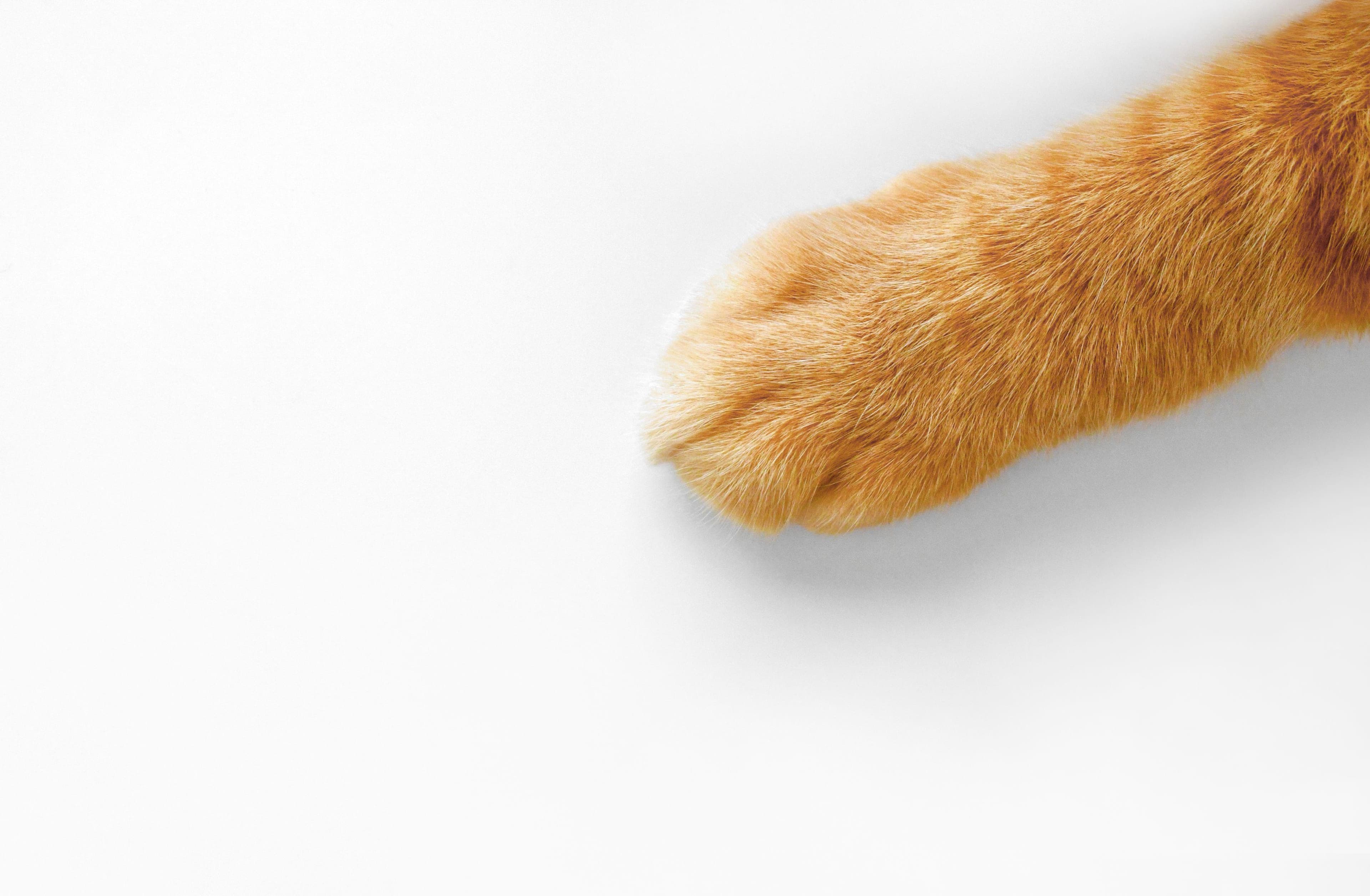用绿豆壳突破猫的绝症——猫传染性腹膜炎的新可能