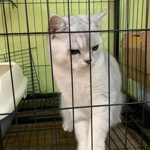 宠物爱好者必学：识辨猫性别技巧