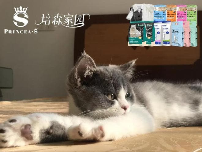 猫咪生产前的征兆及主人应对指南