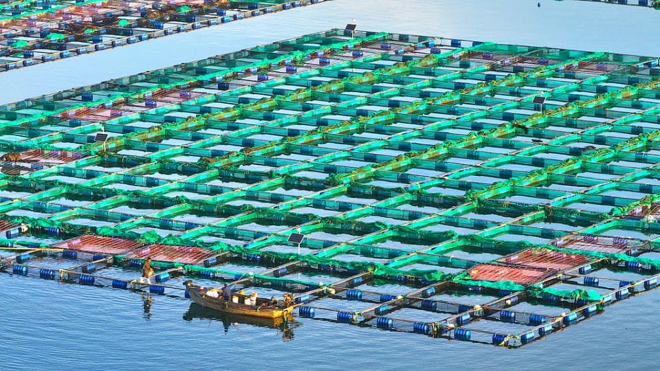 “海鲜自由”背后，深远海养殖正加快推进