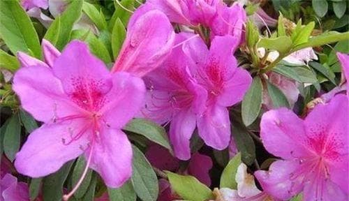 杜鹃花的四季养护指南（春夏秋冬，几天浇一次水？）