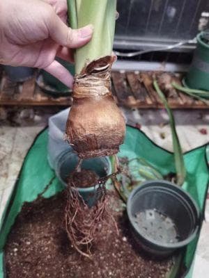 朱顶红中间溃烂怎么办？朱顶红根盘烂了如何处理