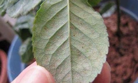 夏养月季叶片得了红蜘蛛病？3种方法自制杀虫剂，天然又环保