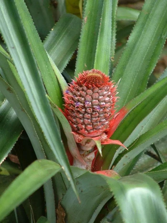 【植物界全系列】凤梨科—凤梨亚科（上）：菠萝