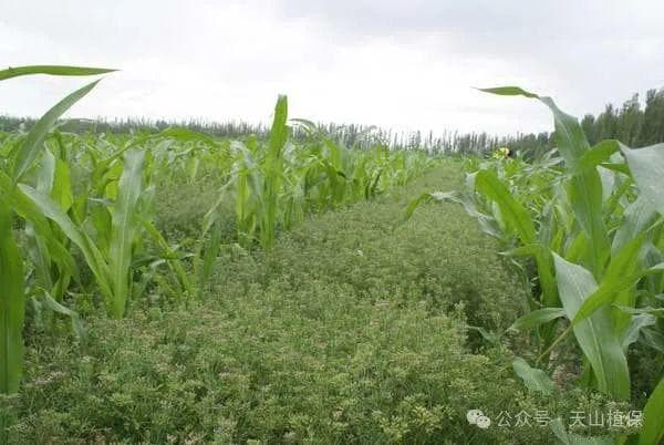 新疆孜然种植技术要点