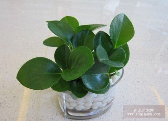 碧玉种植时间和方法？碧玉如何过冬