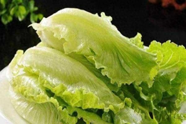 怎样种生菜出得好又快（详解生菜的种植技巧）