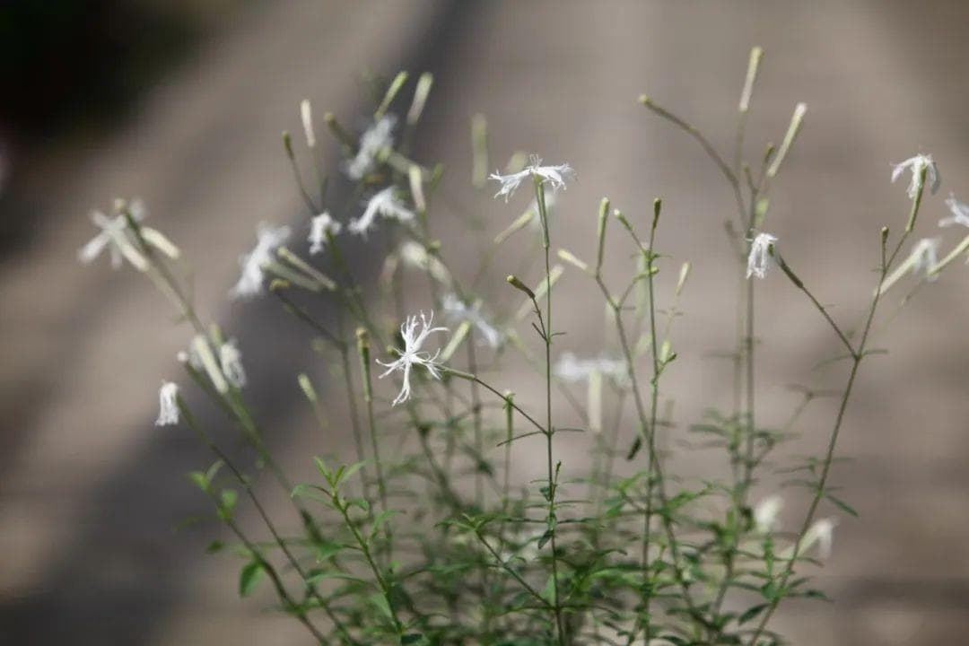 这样养护，把“仙鹤”接回家( ◉ื��◉ื) | 小叶子有“花”招
