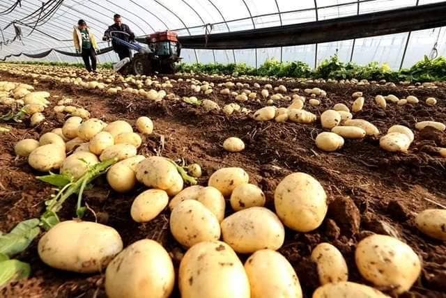 地下根茎类作物：土豆、萝卜、生姜、中药材等如何促进根茎膨大！