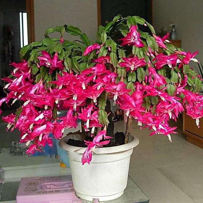 蟹爪兰怎么养家庭养法