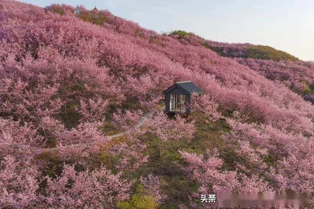福建旅游全攻略：赏樱、5A景区、人文古迹、摄影胜地、海岛风光、茶文化